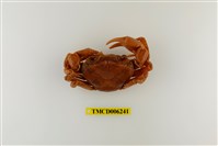 藏品(拉氏清溪蟹)的圖片